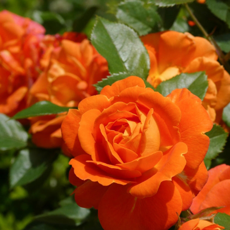 【バラ苗】アンバー メイアンディナ® (2026年3月発送)