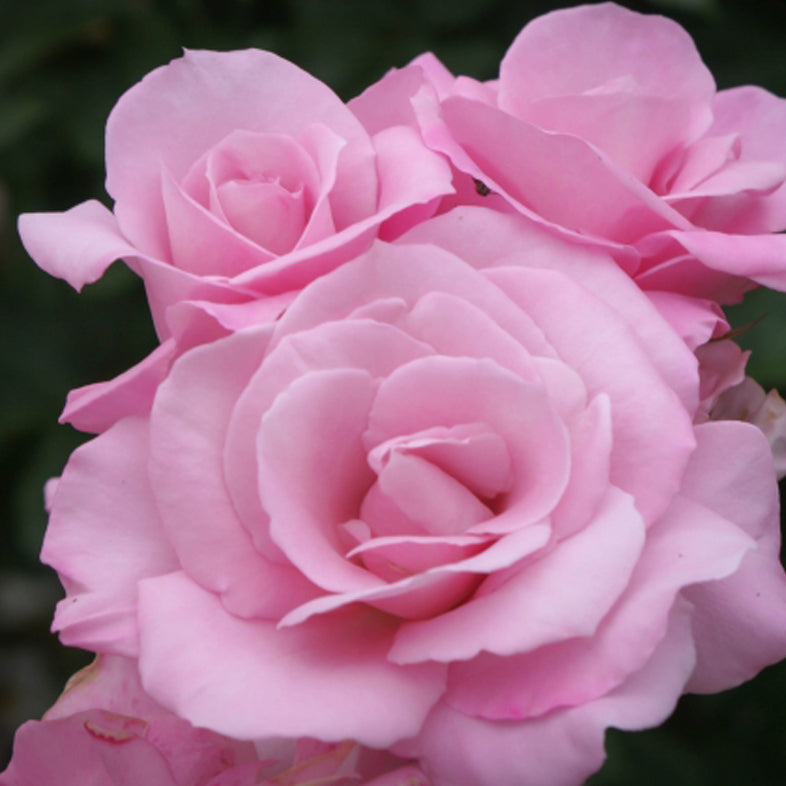 【バラ苗】桜貝(2026年3月発送)