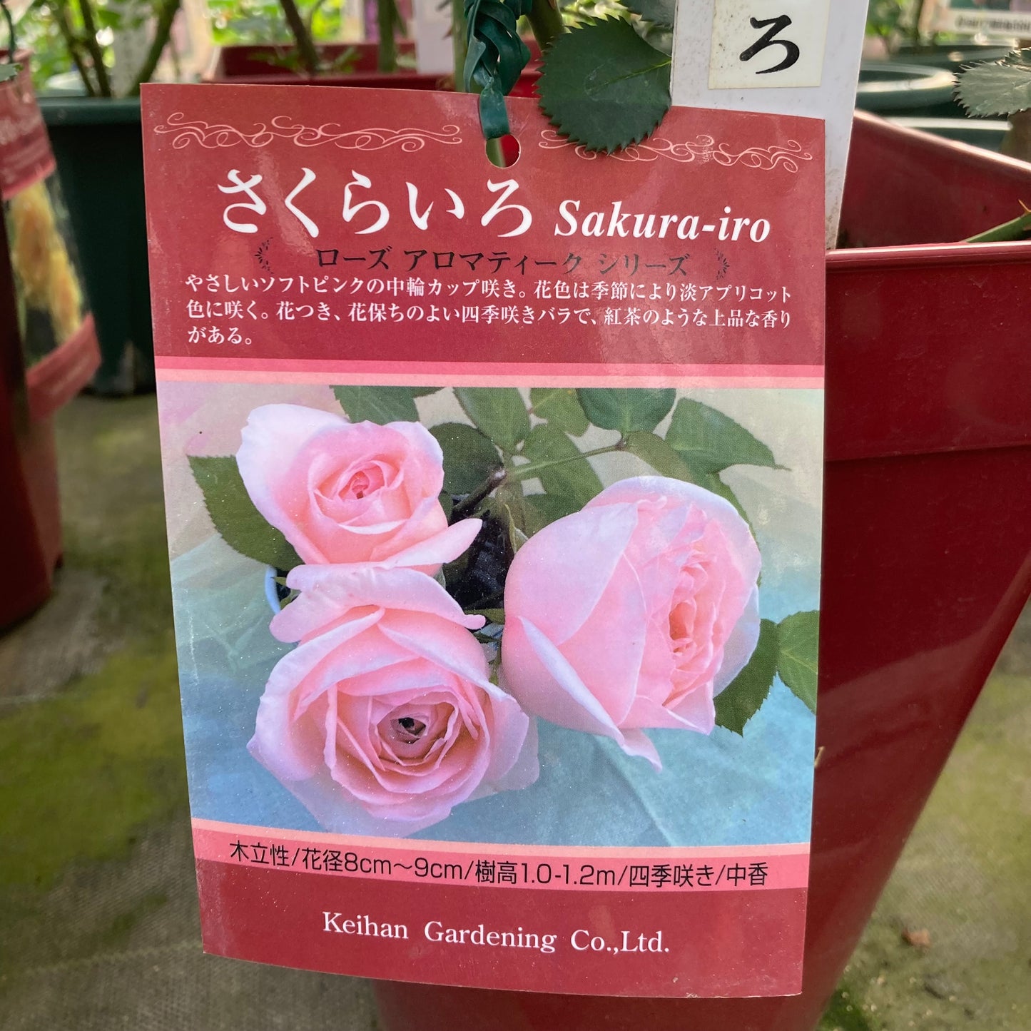 【バラ苗】さくらいろ(2026年3月発送)