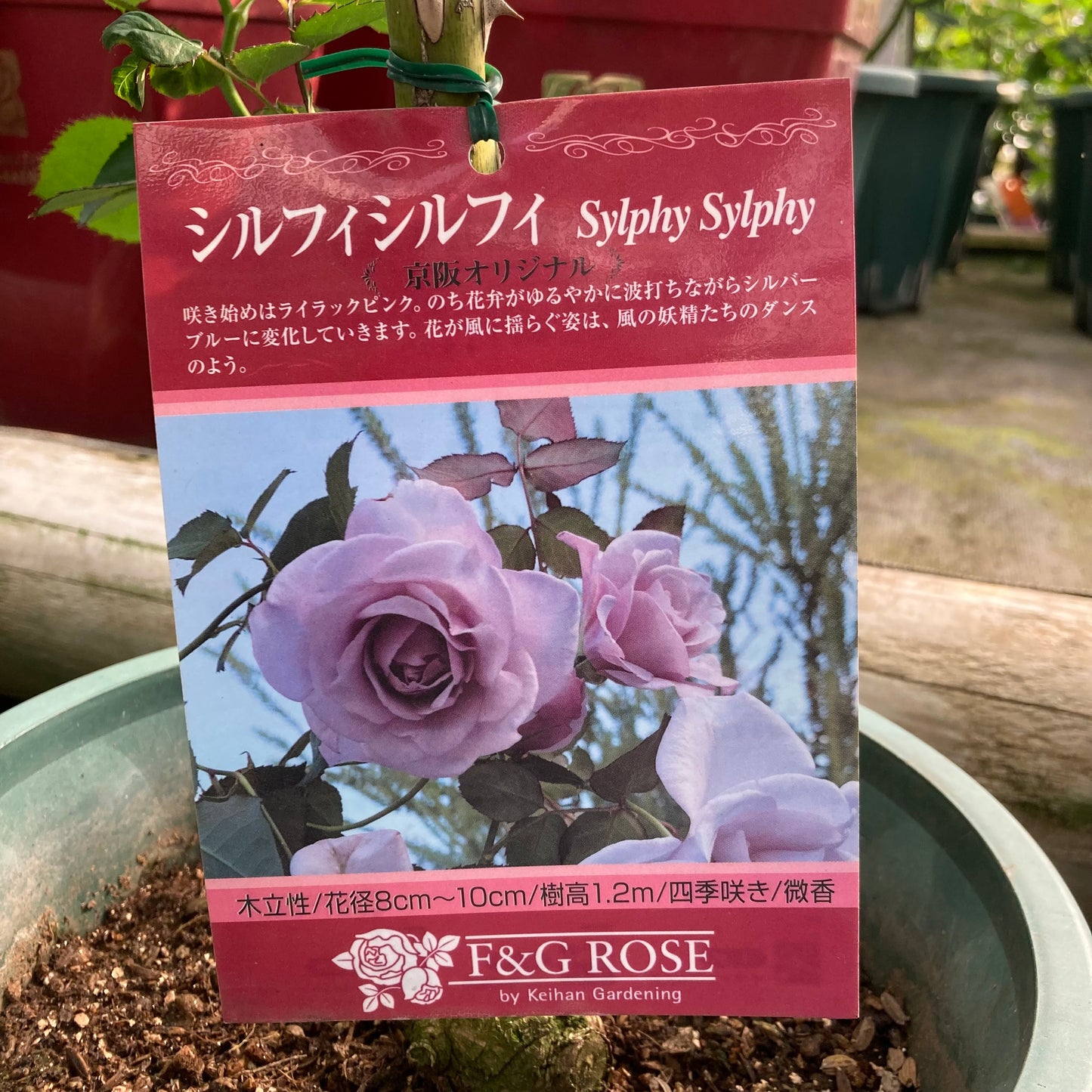 【バラ苗】シルフィシルフィ (2026年3月発送)
