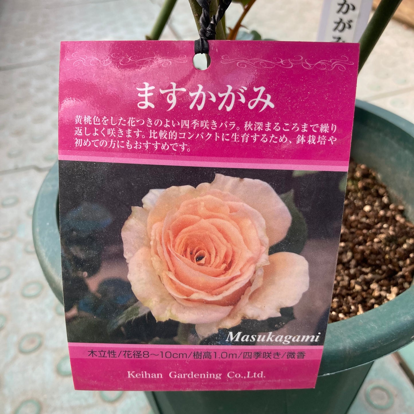 【バラ苗】ますかがみ