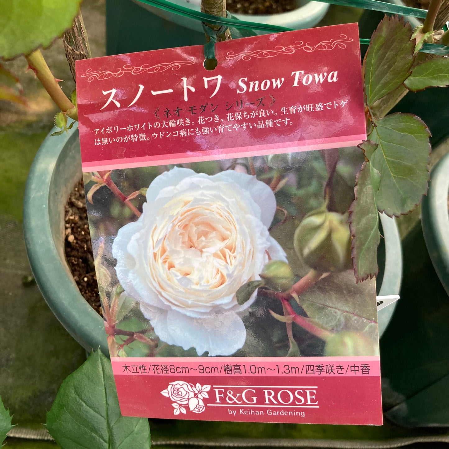 【バラ苗】スノートワ