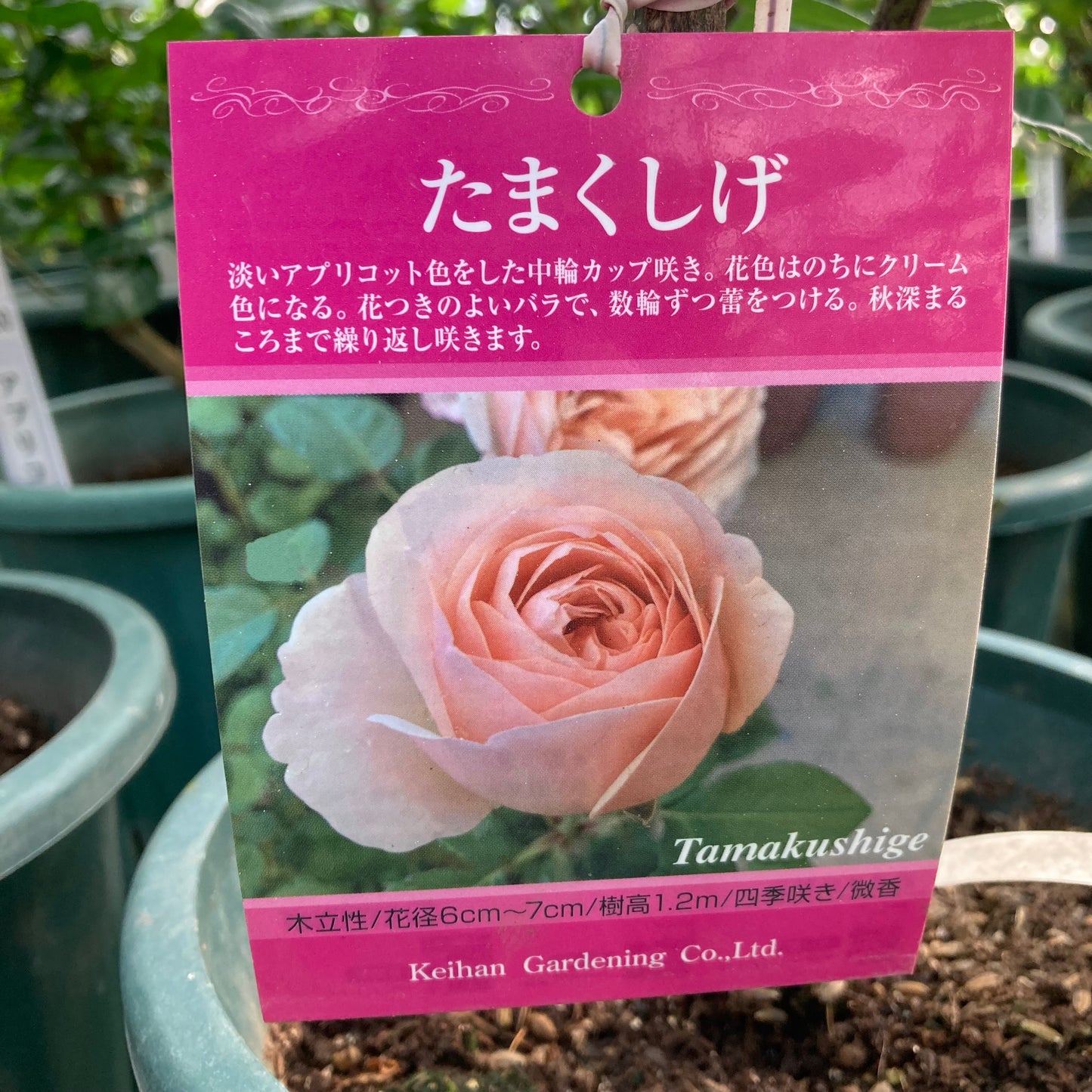 【バラ苗】たまくしげ(2026年3月発送)