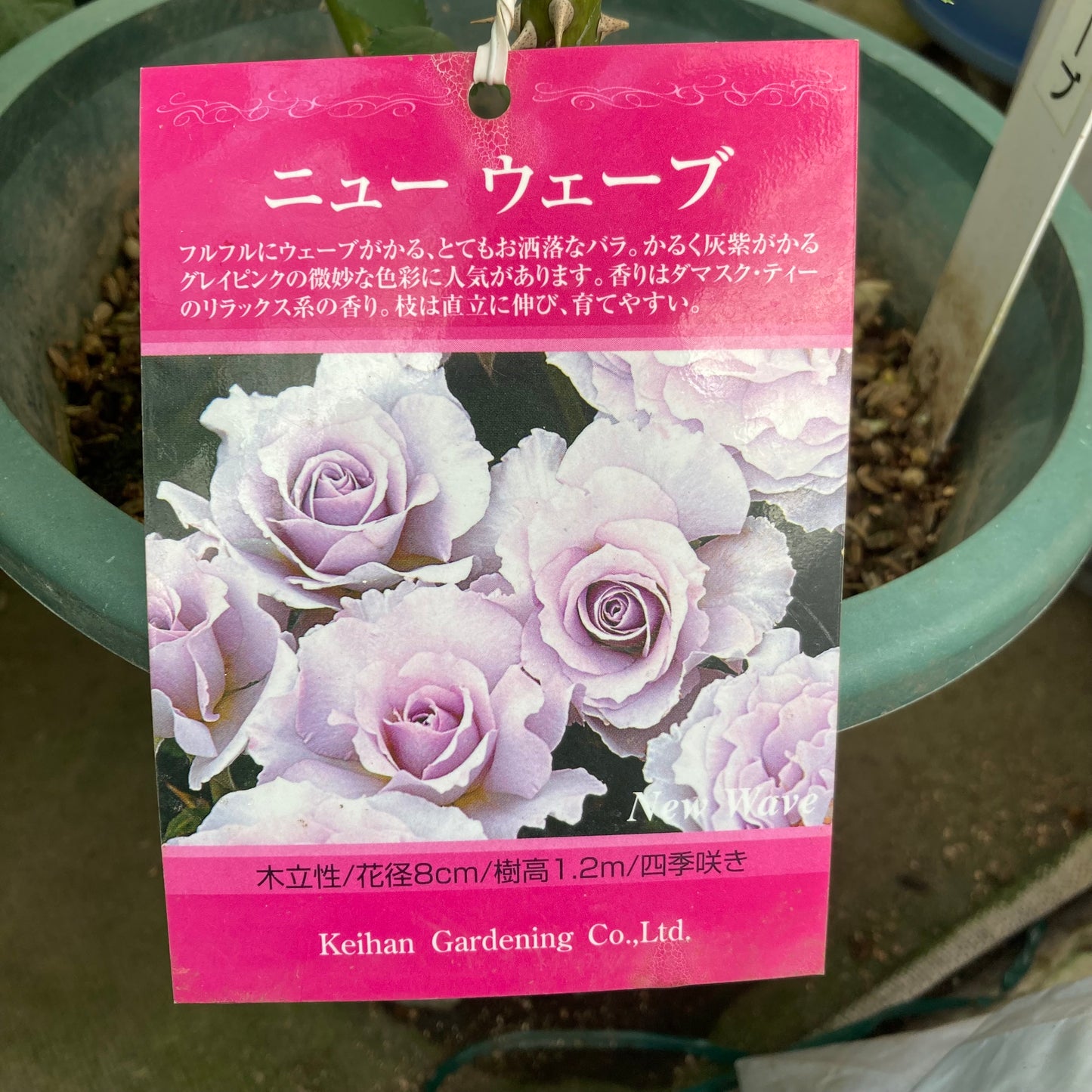 【バラ苗】ニューウェーブ(2026年3月発送)