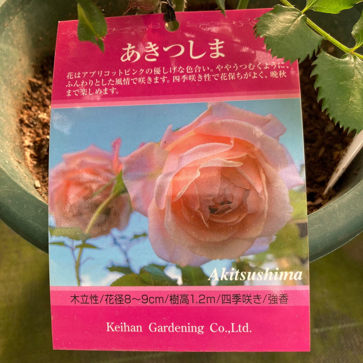 【バラ苗】あきつしま (2026年3月発送)