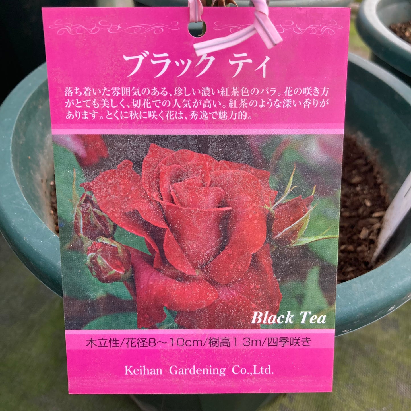 【バラ苗】ブラックティ