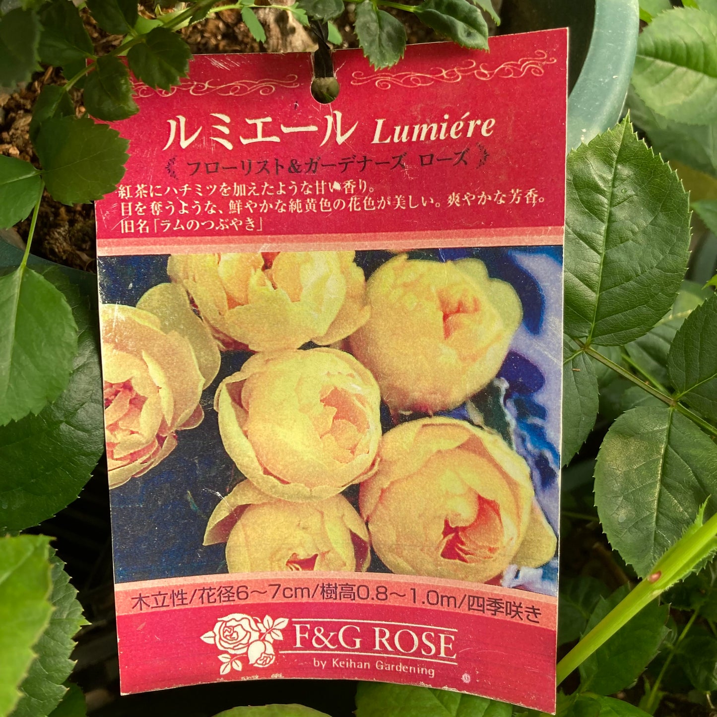 【バラ苗】ルミエール (2026年3月発送)