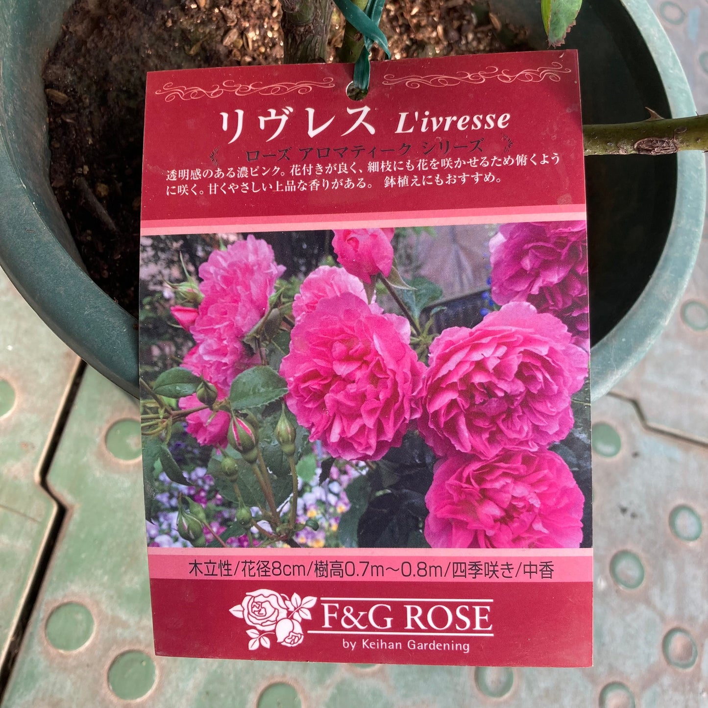 【バラ苗】リヴレス (2026年3月発送)