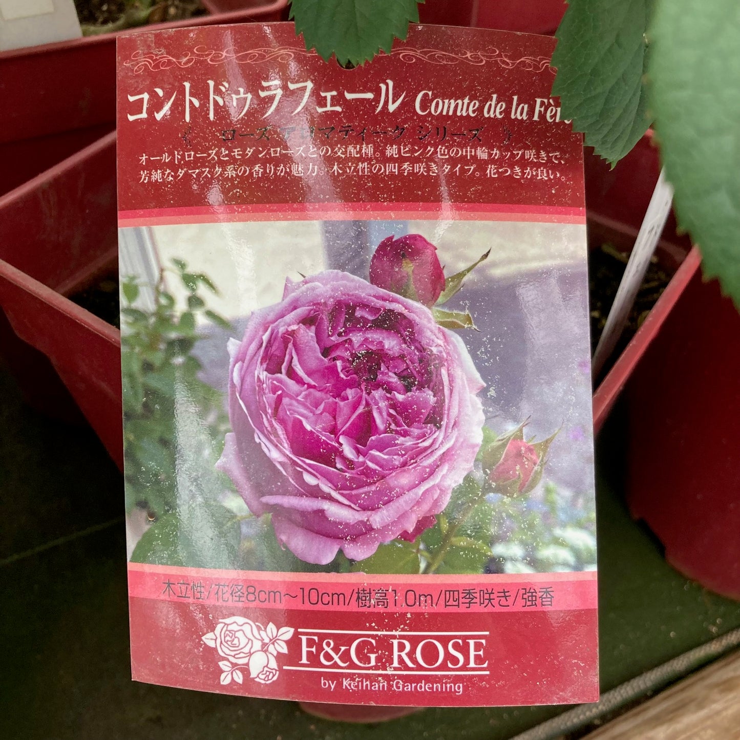 【バラ苗】コント ドゥ ラ フェール (2026年3月発送)