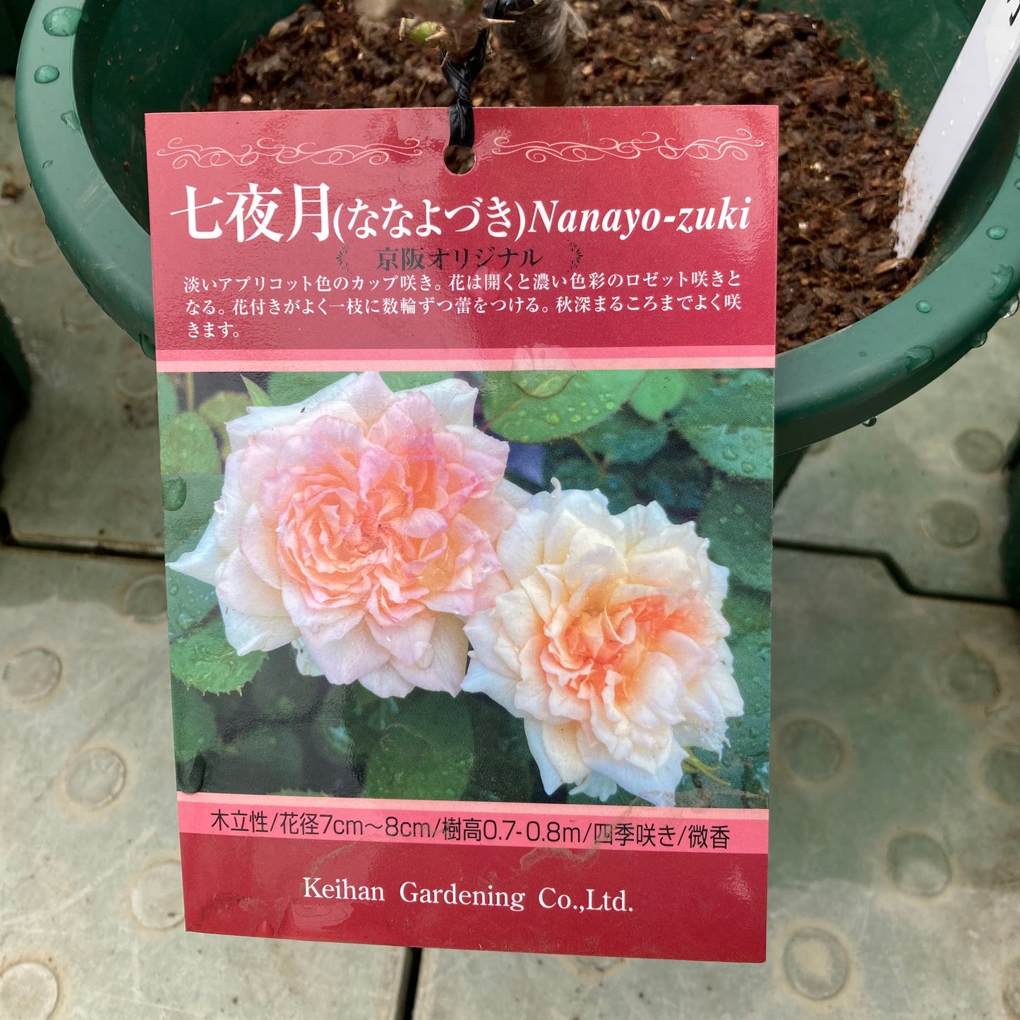 【バラ苗】七夜月(ななよづき)(2026年3月発送)