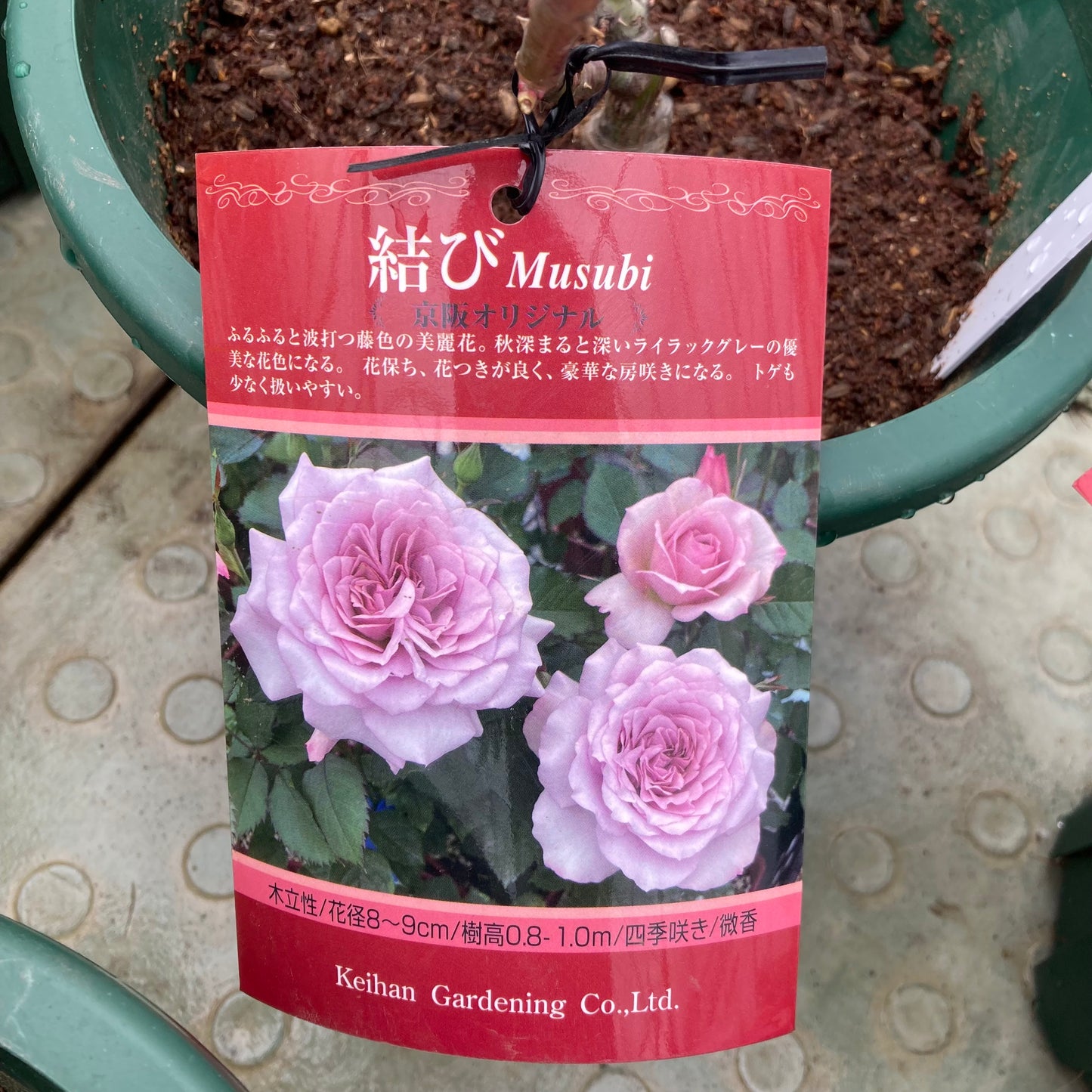 【バラ苗】結び(2026年3月発送)