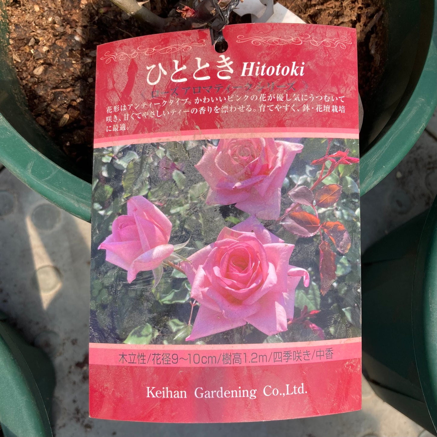 【バラ苗】ひととき(2026年3月発送)