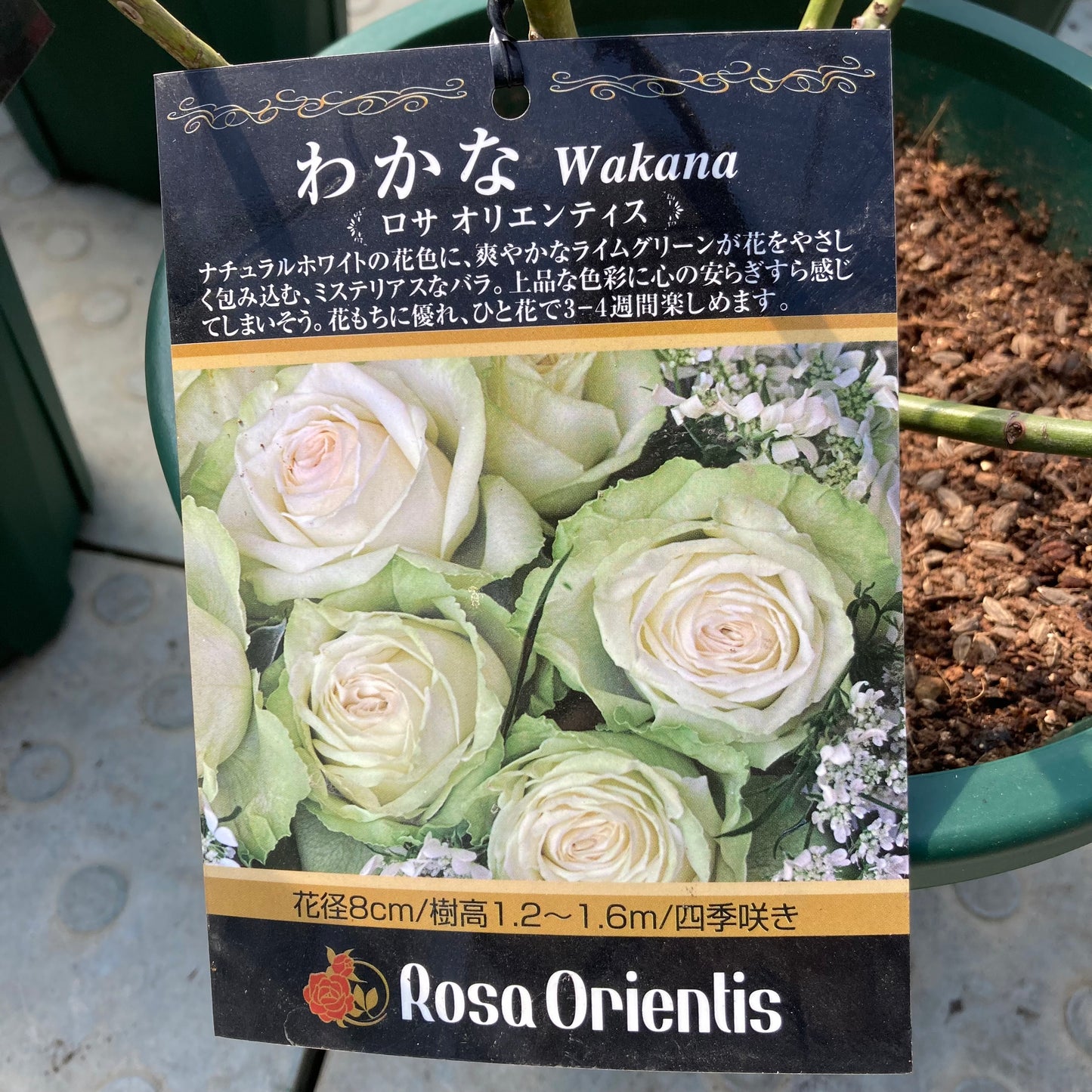 【バラ苗】わかな®