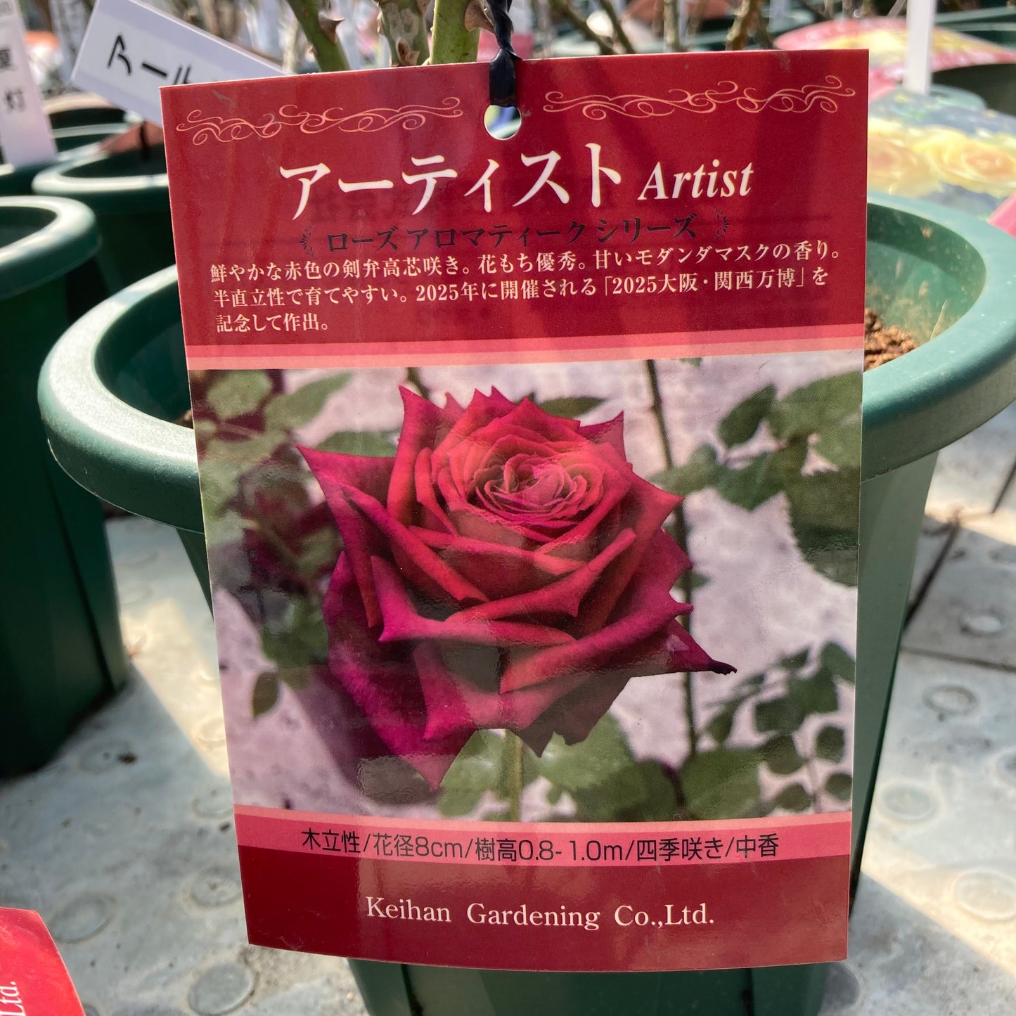 【バラ苗】アーティスト