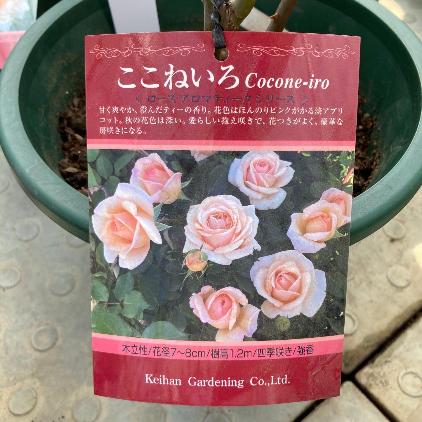 【バラ苗】ここねいろ(2026年3月発送)