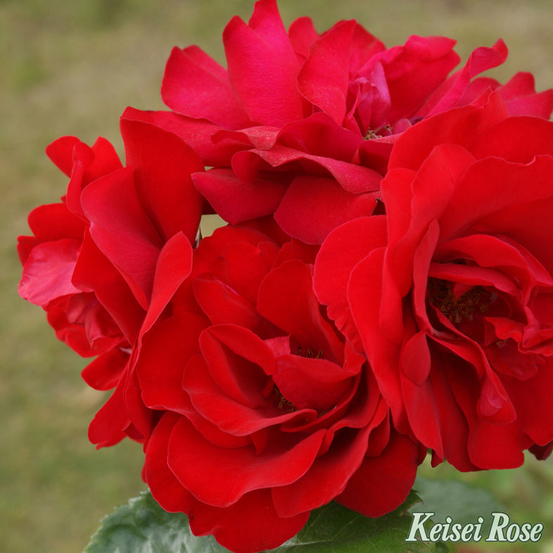 【バラ苗】クリムゾン スカイ® (2026年3月発送)