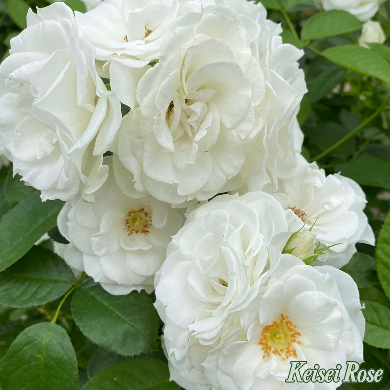 【バラ苗】ベビーアイスバーグ(2026年3月発送)