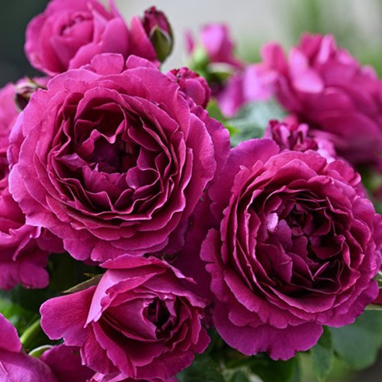 【バラ苗】ル・タン・デ・スリーズ