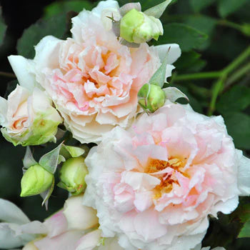 【バラ苗】ナウシカア (2026年3月発送)