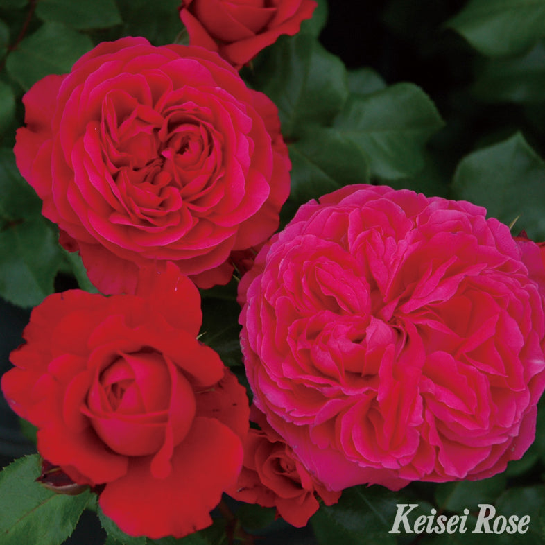 【バラ苗】レッド レオナルド ダ ビンチ (2026年3月発送)