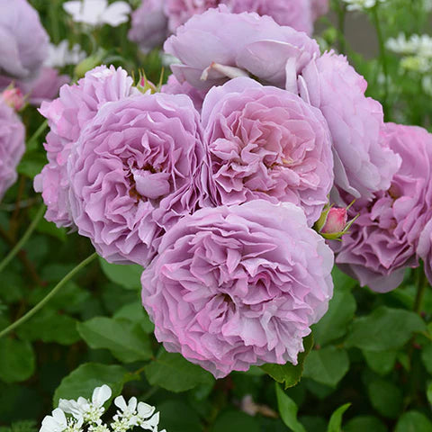 【バラ苗】レヴリ (2026年3月発送)