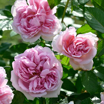 【バラ苗】ローズ・アントワネット(2026年3月発送)