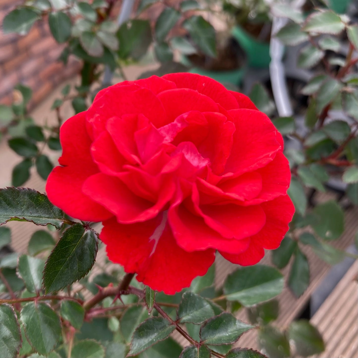 【バラ苗】ツベルゲンフェー'09(2026年3月発送)