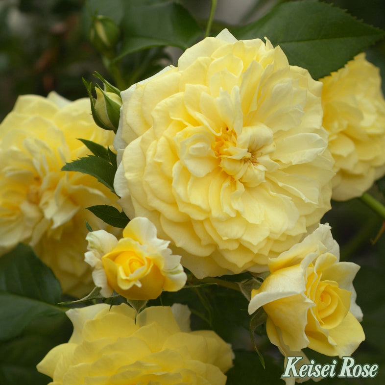 【バラ苗】ソレロ(2026年3月発送)