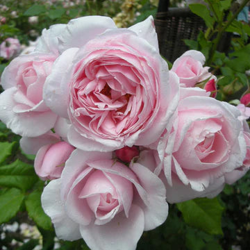 【バラ苗】ナエマ