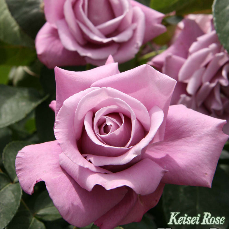 【バラ苗】シャルル ドゥ ゴール(2026年3月発送)