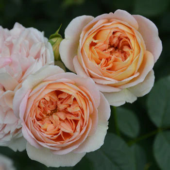 【バラ苗】ジュール・ヴェルヌ