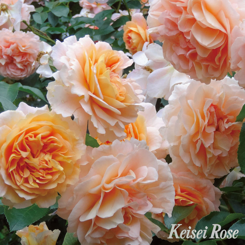 【バラ苗】ザンガーハウザー ユビレウムスローゼ (2026年3月発送)