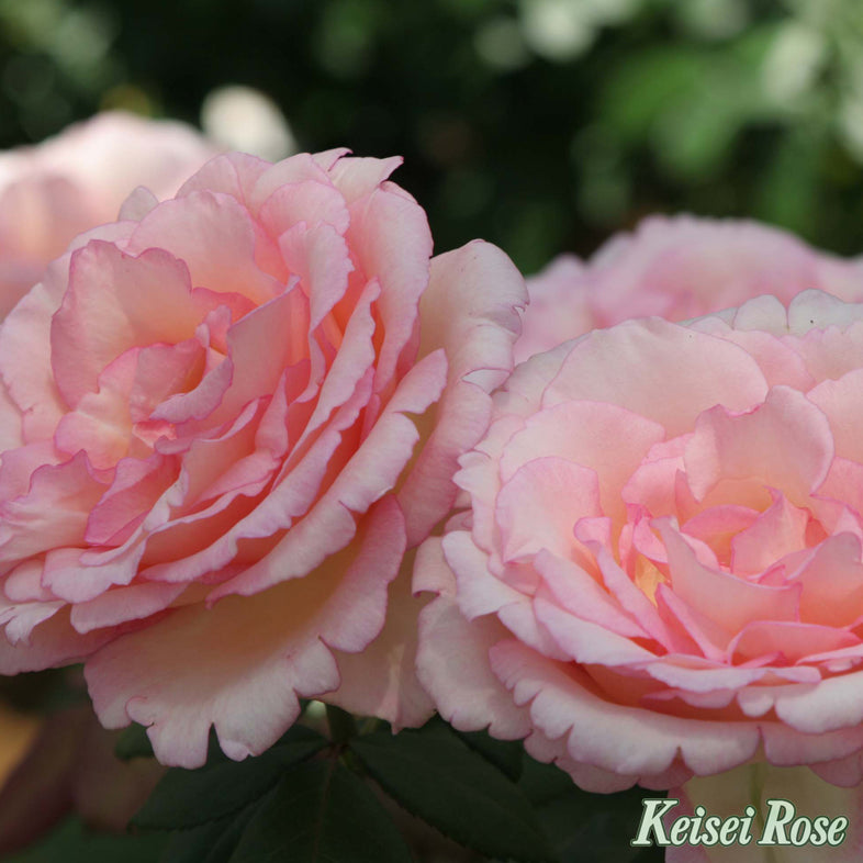 【バラ苗】ルイの涙 (2026年3月発送)