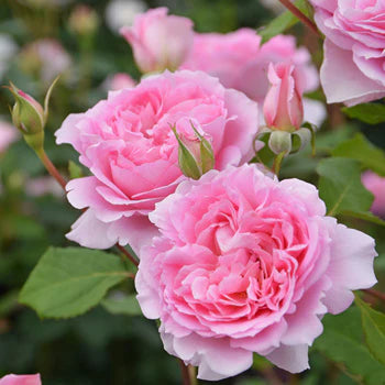 【バラ苗】ヘレン (2026年3月発送)