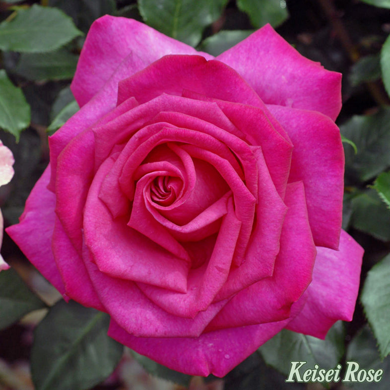 【バラ苗】パローレ (2026年3月発送)