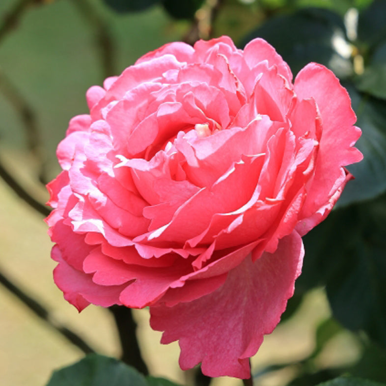 【バラ苗】ツル イブピアッチェ(2026年3月発送)