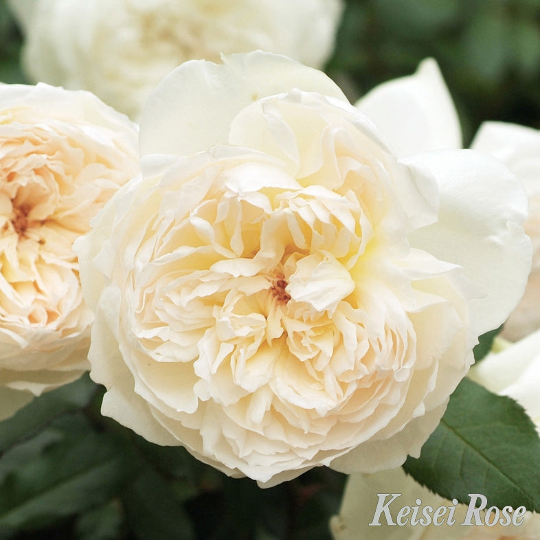 【バラ苗】ボレロ (2026年3月発送)