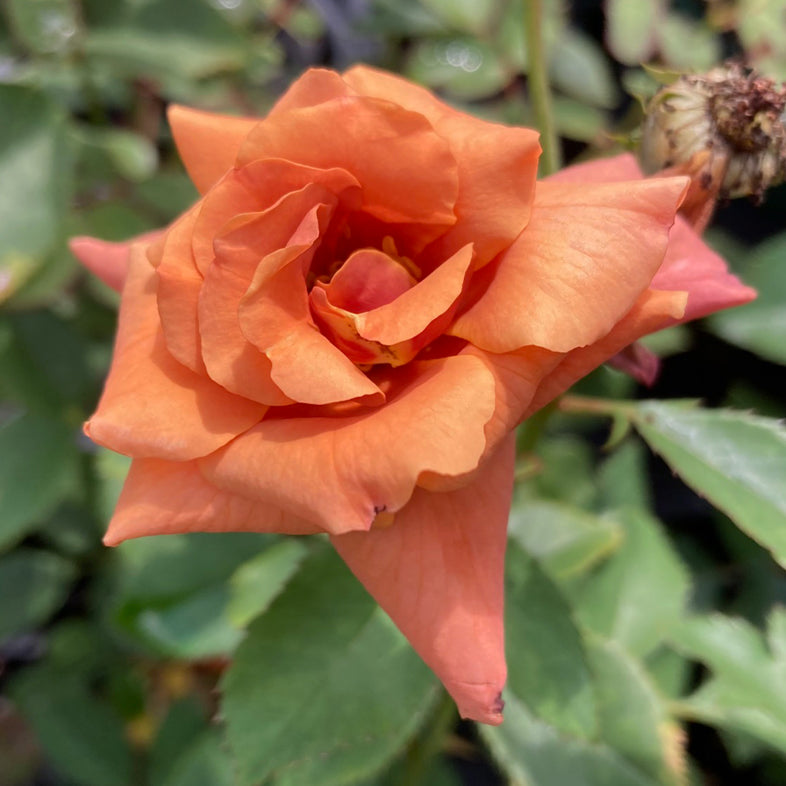 【バラ苗】チョコフィオーレ(2026年3月発送)