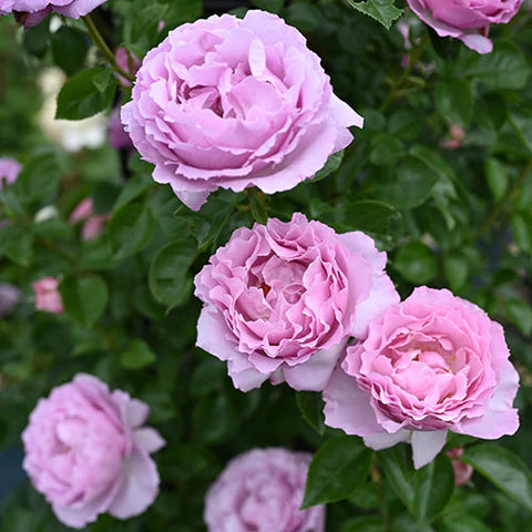 【バラ苗】アレキサンドラ・ダビッド・ニール