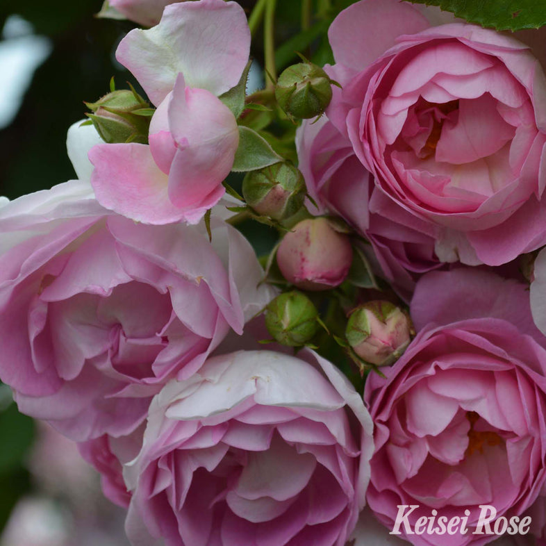 【バラ苗】ジャスミーナ