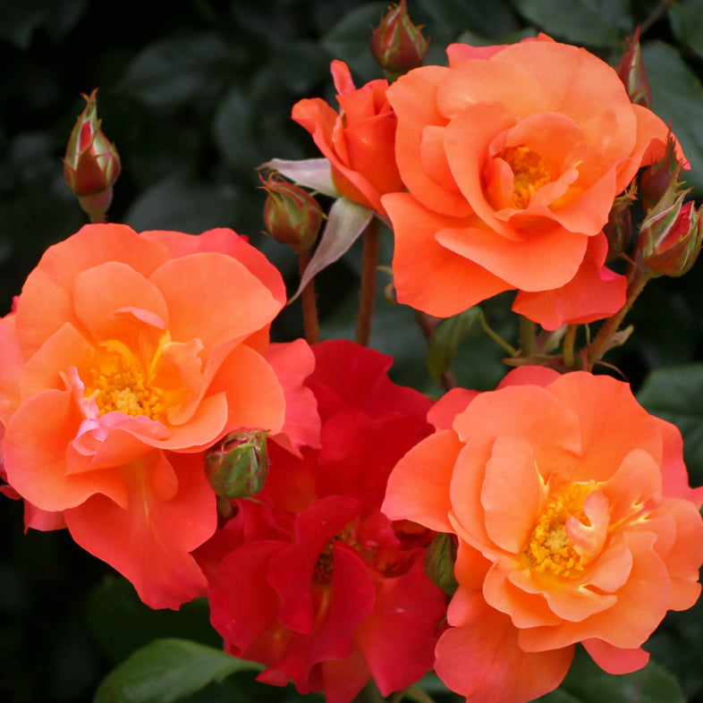 【バラ苗】プリンセスミチコ (2026年3月発送)