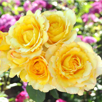 【バラ苗】ヴァンデ・グローブ