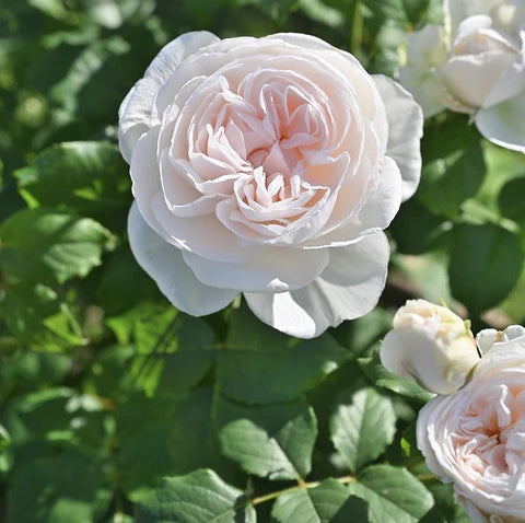 【バラ苗】マハネ