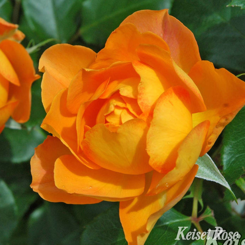 【バラ苗】ハニー キャラメル (2026年3月発送)