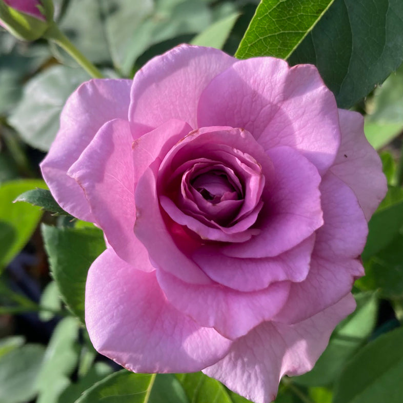 【バラ苗】ブルーリュバン(2026年3月発送)