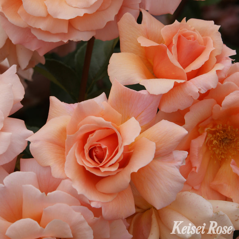 【バラ苗】アプリコット キャンディ (2026年3月発送)