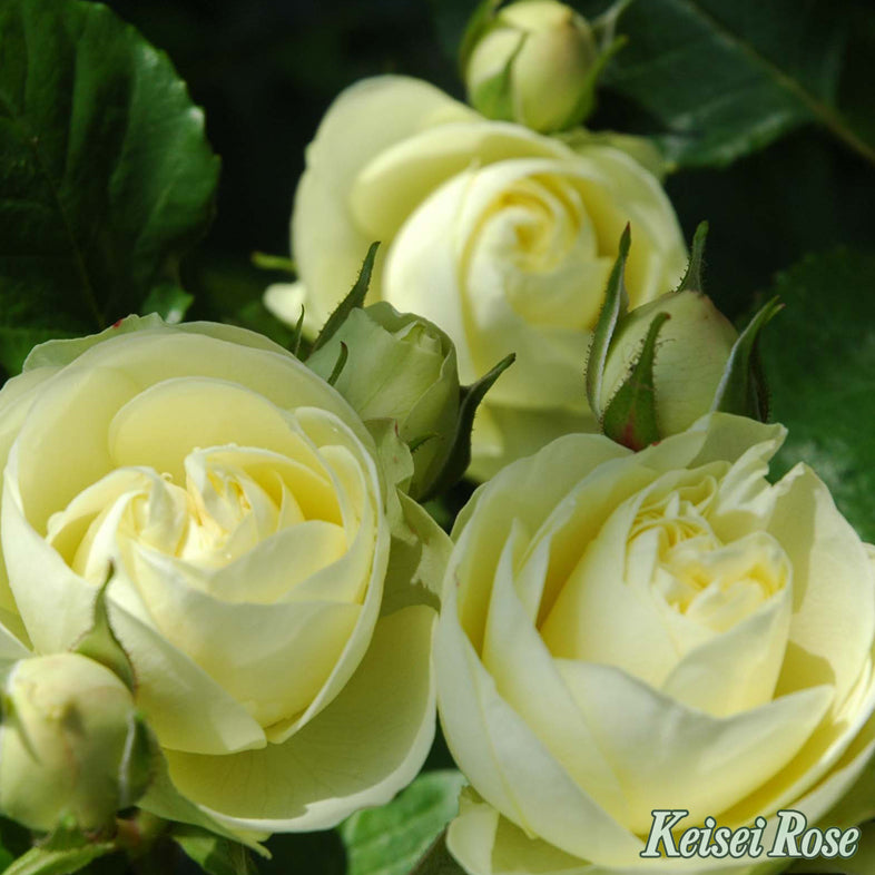 【バラ苗】クリーミーエデン(2026年3月発送)