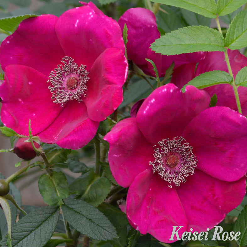 【バラ苗】シビュラ(2026年3月発送)