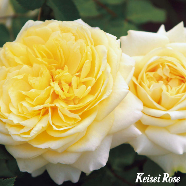 【バラ苗】快挙(2026年3月発送)