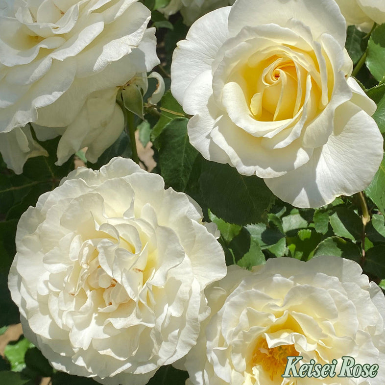 【バラ苗】パールイヤリング (2026年3月発送)